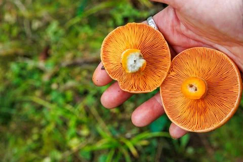 Closeup of two saffron milk cap mushrooms with orange gills held in hand. F.. Stock Photos