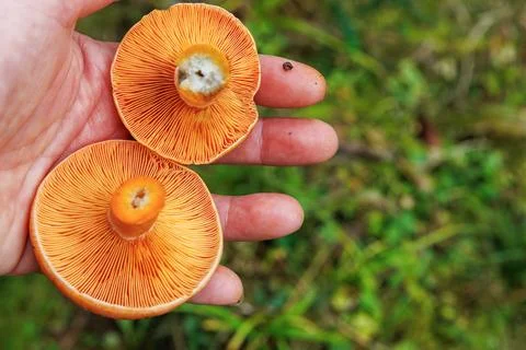 Closeup of two saffron milk cap mushrooms with orange gills held in hand. F.. Stock Photos