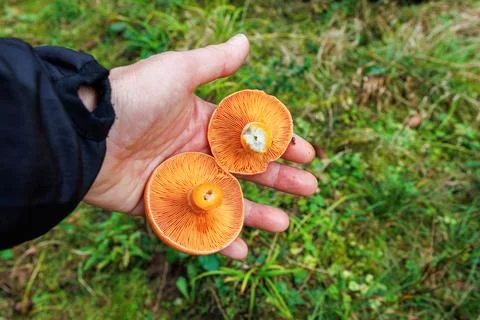 Closeup of two saffron milk cap mushrooms with orange gills held in hand. F.. Stock Photos