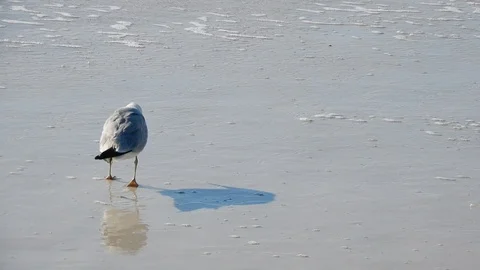 Closeup Of Two Seagulls Walking On Sandy Beach Stock Footage 127186747
