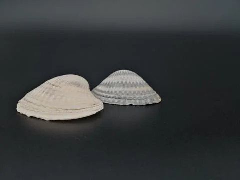 Closeup of two shells with blurred background Stock Photos