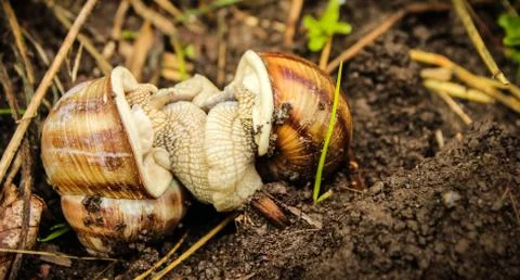 Closeup of two snails in the grass Stock Photos