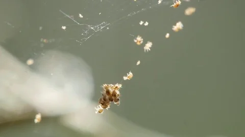 Closeup of two-spotted spider mites on a silk thread Stock Footage 82687845