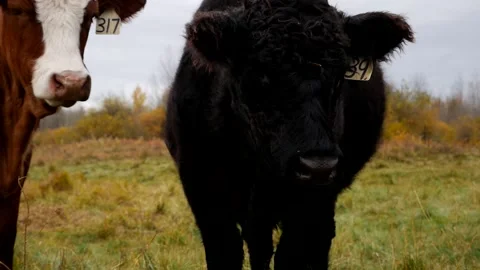 Closeup Two Steers Stock Footage 153240198