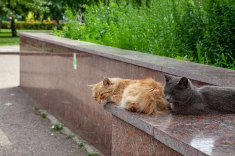 Closeup of Two stray cats sitting on the parapet Foto stock