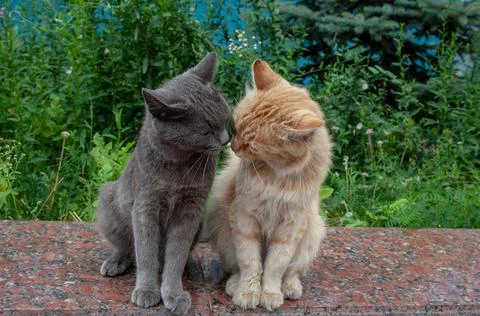 Closeup of Two stray cats sitting on the parapet Stock Photos