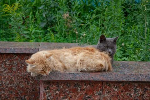 Closeup of Two stray cats sitting on the parapet 库存照片