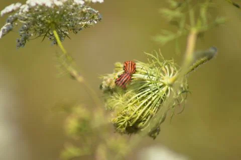 Closeup of two stripped bugs on wild carrot flower with selective focus on fo Stock Photos