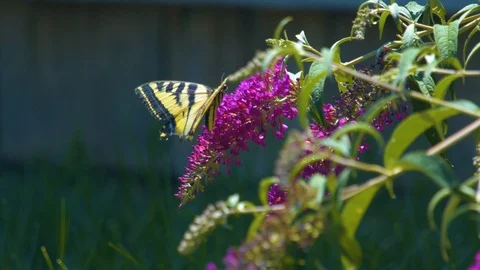 Closeup on a Two-Tailed Swallow Butterfly on a Flower Close to the Ground Stock Footage 92633726