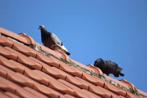 Closeup of two tiny birds standing in a row on a rooftop on a sunny day Stock Photos