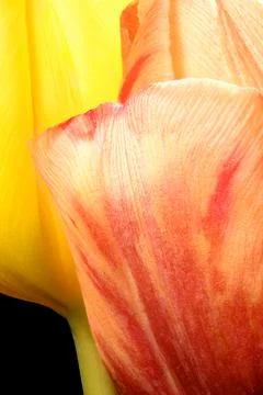 Closeup of two tulips Stock Photos
