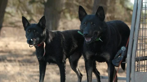 Closeup of two working cattle dogs sitting on the back of a farm truck / Stock Footage 97855903