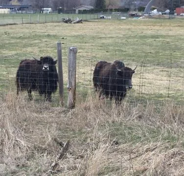 Closeup of two yaks behind wire fence in field Stock Photos