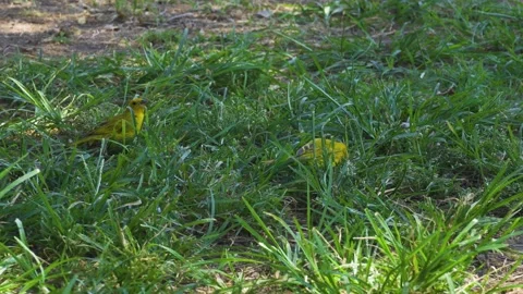 Closeup of two yellow and green Saffron finch birds on a park lawn eating 库存影片 149918784