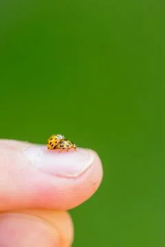 Closeup of two yellow ladybugs mating on the male finger with a soft blurred  Stock Photos