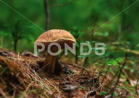 Closeup of Tylopilus felleus, commonly known as the bitter bolete or the bitter Stock Photos