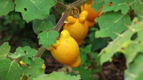 CloseUp of Ubre de Vaca or Pichichio Plant (Solanum Mammosum) Stock Footage 278326786