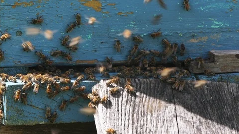 Closeup UHD shot of the bee hive full of bees Stock Footage 112273622