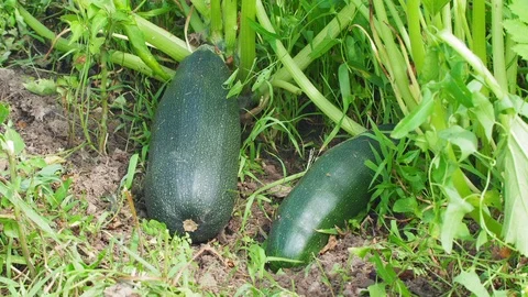 Closeup UHD shot of the green marrows Video stock 114853191