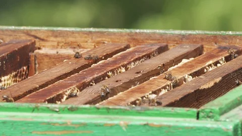 Closeup UHD shot of the opened bee hive full of bees Stock Footage 112162907