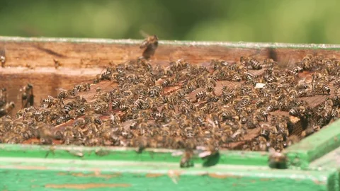 Closeup UHD shot of the opened bee hive full of bees Stock-Footage 112646057