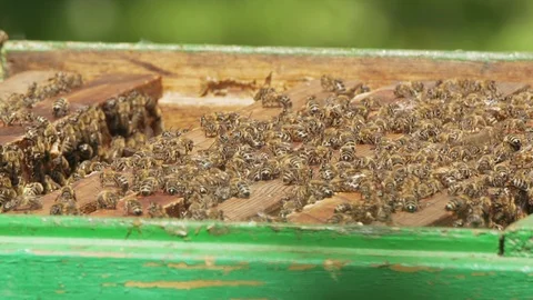 Closeup UHD shot of the opened bee hive full of bees Stock-Footage 114785706