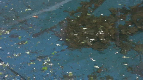 Closeup of un-opened dirty pool zooming out Stock Footage 558352