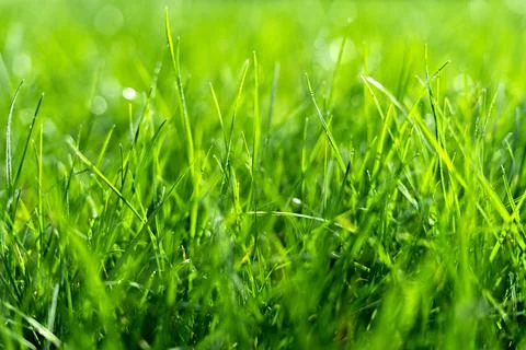 Closeup of uncut green grass with drops of dew in soft morning light. Soft focus Stock Photos
