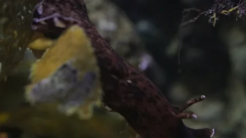 Closeup under water shot of large sea slug Vidéo 152535328