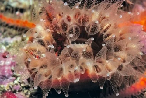 Closeup underater macro of orange cold water cup coral Balanophyllia elegans Stock Photos