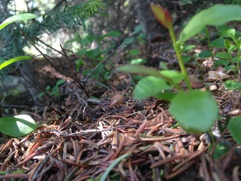 Closeup undergrowth 스톡 사진