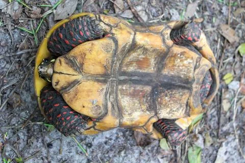 Closeup of the underside of a cute turtle, under supervision at a zoo Stock Photos
