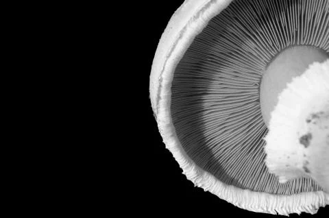 Closeup of the underside of a mushroom cap Stock Photos