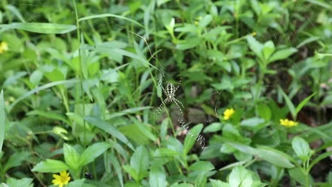 Closeup of the underside of a St. Andrew's cross spider cleaning its hands Video stock 161364347