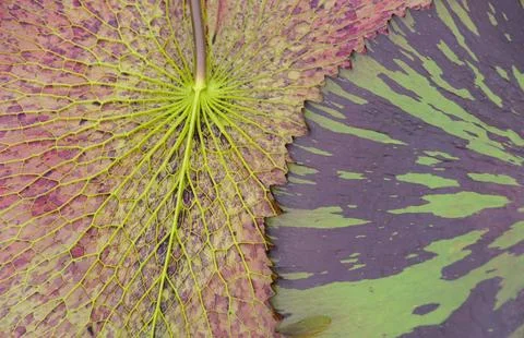 Closeup of the underside of a water lily pad, showcasing its intricate vein.. Stock Photos