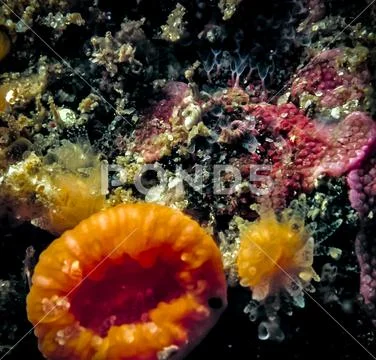 Closeup underwater macro photograph colony of tubularia and cold water cup coral Stock Photos