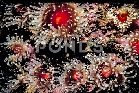 Closeup underwater macro photograph strawberry anemones Corynactis californica Stock Photos