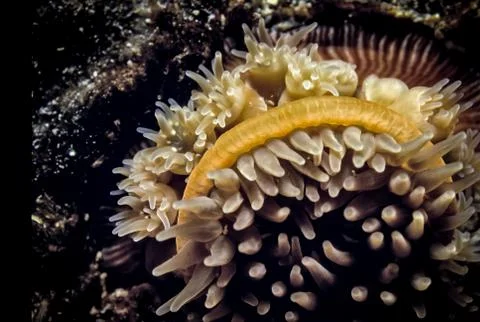 Closeup Underwater Macro of Tiny Budding Sea Anemone Anchored to Rock Stock Photos