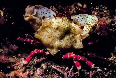 Closeup underwater macro of tiny molted cancer crab Stock Photos