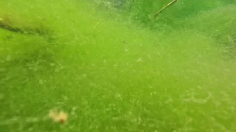 Closeup underwater view of green moss on the riverbed Stock Footage 323042851