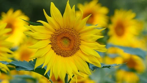 Closeup of unflowers blowing gently in the wind. Stock-Footage 116138432