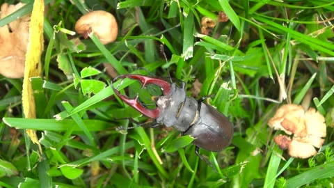 CloseUp of a Unique and Beautiful Beetle Featuring Distinctive Antlers Amidst Stock Footage 312281951