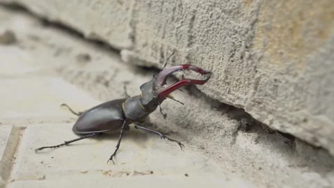 CloseUp of a Unique Beetle Featuring Antlers on a Pavement Surface Observed Stock Footage 312282053