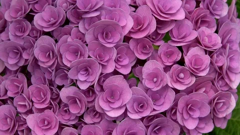 Closeup of an unique kind of hydrangea flowers, 4K Stock Footage 99675687