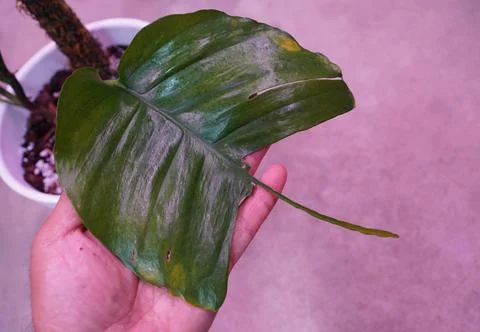 Closeup of the unique leaf of Epipremnum Skeleton Key Stock Photos