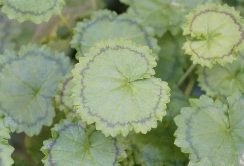 Closeup of the unique leaf of Zonal Geranium 'Distinction' Foto stock