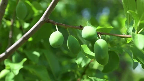 A closeup of unripe plum on a tree branch in a field under the sunlight Stock Footage 133218235