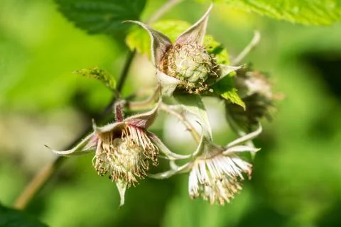 Closeup of unripe raspberry fruit (Rubus idaeus) Stock Photos