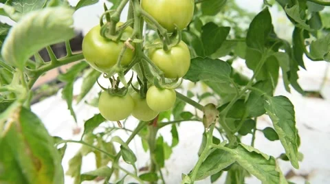Closeup of unripe tomatoes Stock Footage 63298620