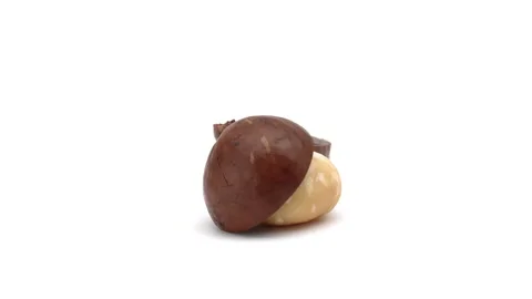 Closeup of unshelled macadamia nut is rotating on white background. Stock Footage 157082426